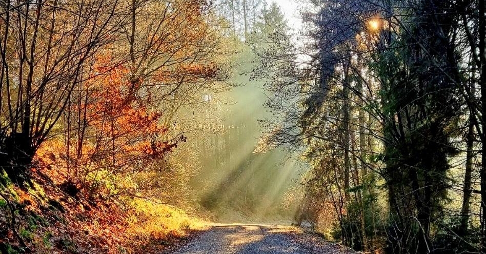 Monatswanderung am 06.02.2022 fällt aus!