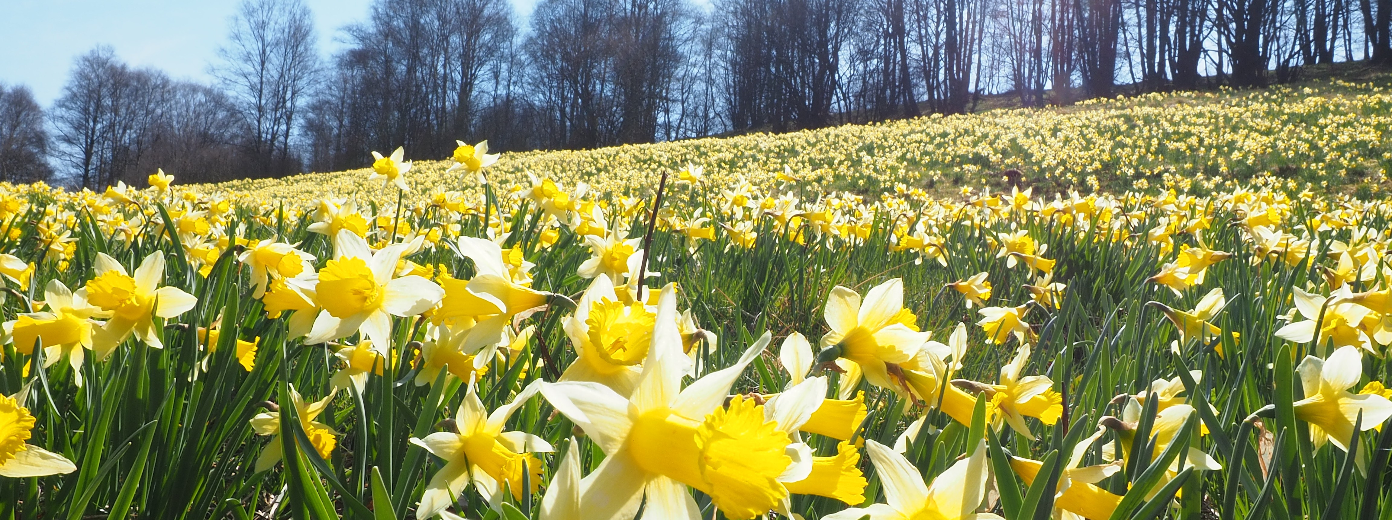 Wanderung in die Narzissenwiesen bei Monschau durch das Perlenbachtal und das Fuhrtsbachtal