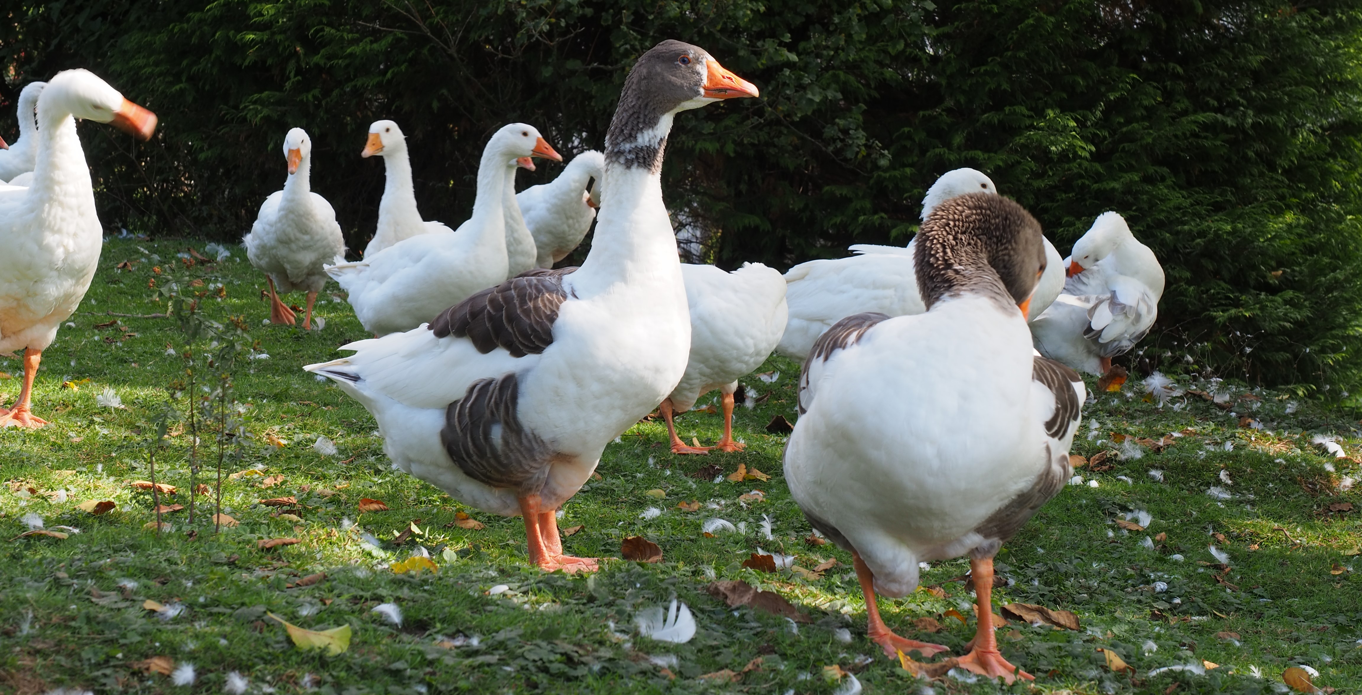 Von Lindlar-Kemmerich über die Delling nach Kürten-Olpe