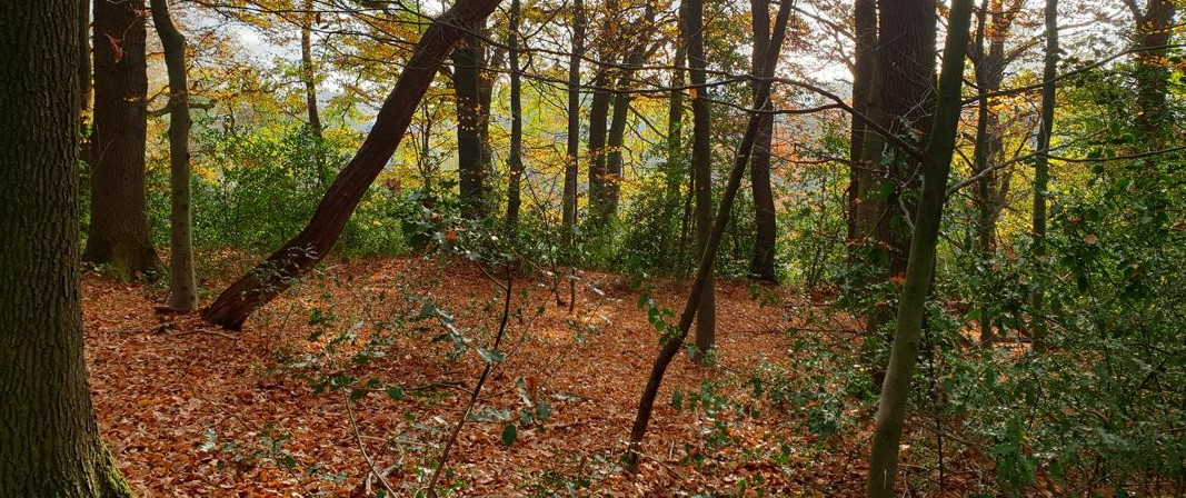 Rundweg durch Schlebusch, Thielenbruch, Dünnwald und zurück