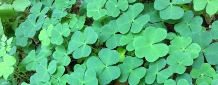 Auf dem Natursteig Sieg - Schleife um Herchen