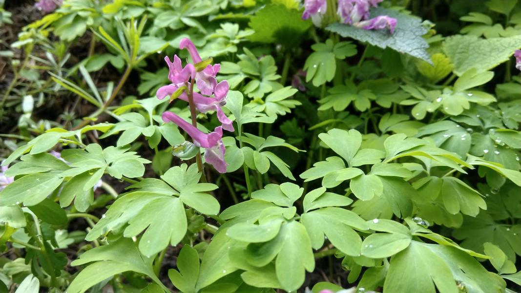 Von Erftstadt durch die Altwald-Ville und am Berggeistweiher vorbei nach Merten