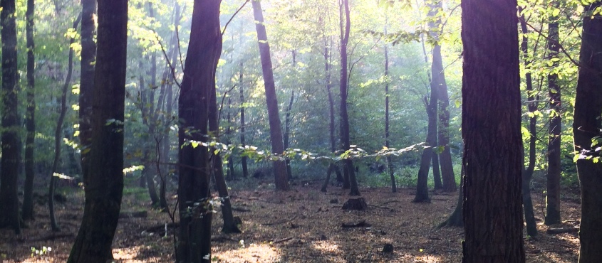 Königsforst – „Alle paar Jahre wieder“