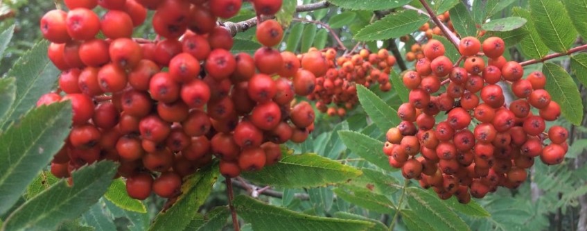 Rundwanderung von Remagen aus in Richtung Ahr
