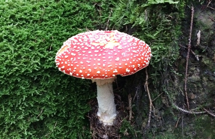 Zur Wupper bei Leichlingen