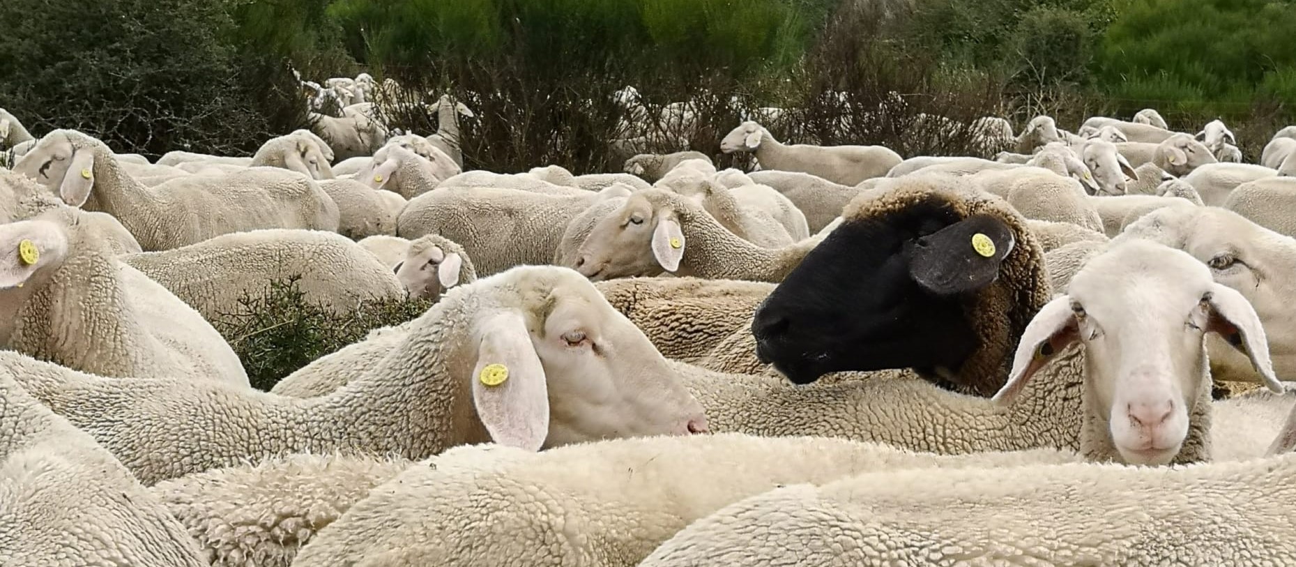 Von Ruppichteroth durch das Bröltal und über den Nutscheid nach Waldbröl