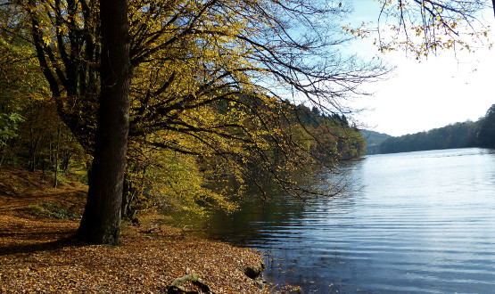Wo Bäche rauschen – Täler von Eifgenbach und Dhünn